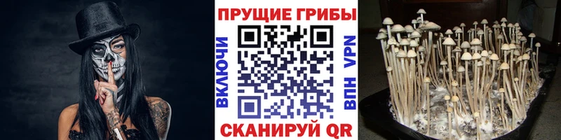 Псилоцибиновые грибы Psilocybe  Венёв 